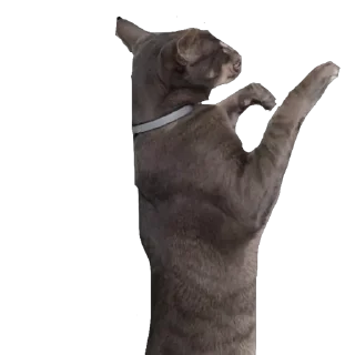 Стикер Гога🏔️🦅 - 6