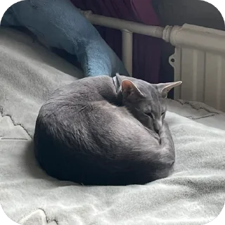 Стикер Гога🏔️🦅 - 1