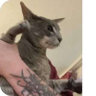 Стикер Гога🏔️🦅 - 3