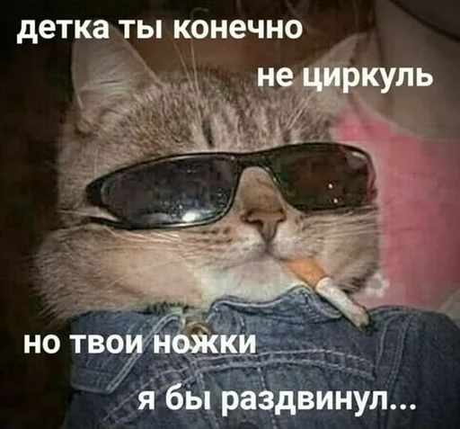 text mammal sunglasses