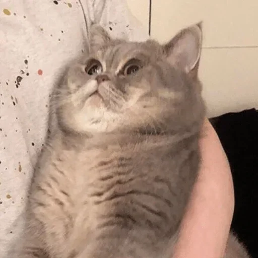 Стикер Gologramma - 1