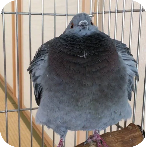 Sticker GolubiGotovyatVzorvaliMneMozg - 1