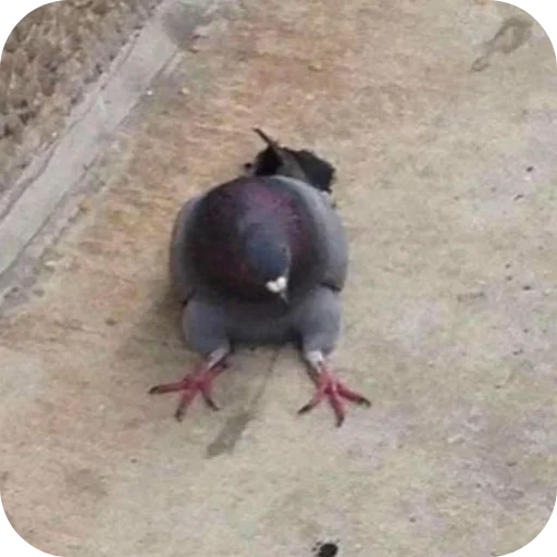 Голуби которые взорвали мне мозг - 