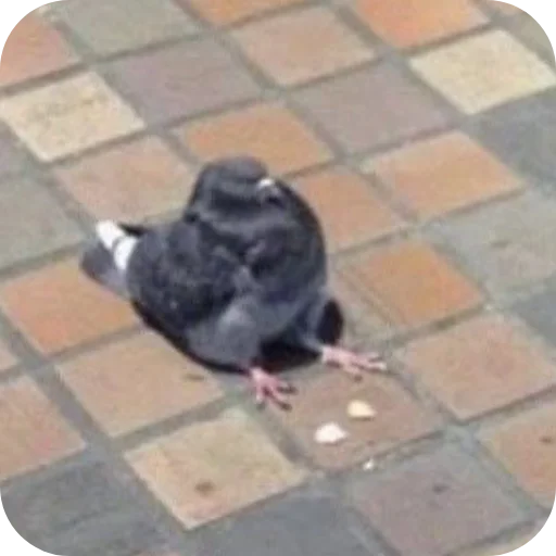 Sticker GolubiGotovyatVzorvaliMneMozg - 1