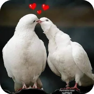 Sticker Голуби которые взорвали мне мозг - 10