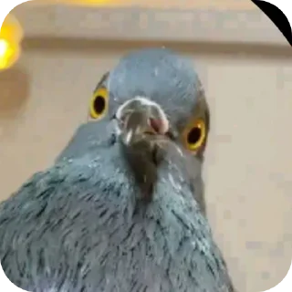 Sticker Голуби которые взорвали мне мозг - 7