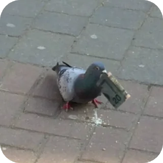 Sticker Голуби которые взорвали мне мозг - 5