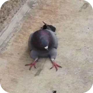 Sticker Голуби которые взорвали мне мозг - 1