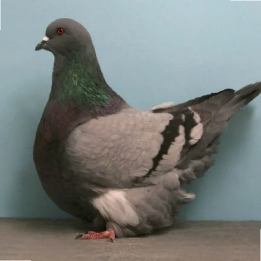 Голубиное пати ееее - 