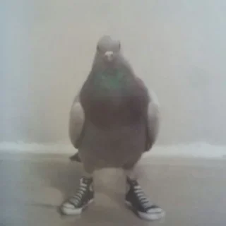 Sticker Голубиное пати ееее - 10