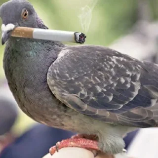 Sticker Голубиное пати ееее - 4