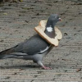 Sticker Голубиное пати ееее - 0