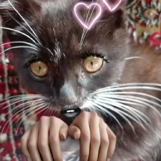 Sticker Marchik good boy😃👌 - 0