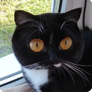 Sticker Marchik good boy😃👌 - 3