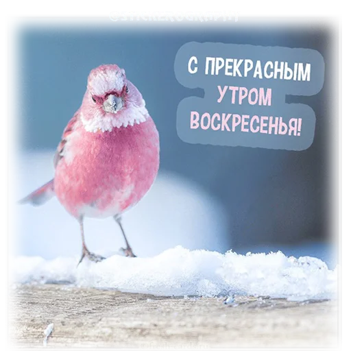 Sticker Доброе утро! @stickerography - 5