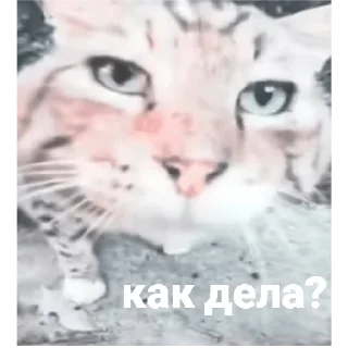 Sticker Ты чё - 11