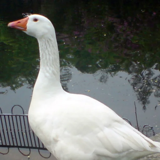 Sticker Goose_pppp - 1