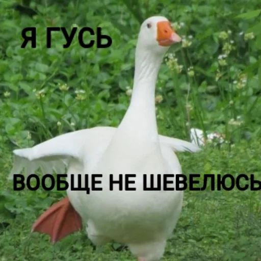 Sticker Goose_pppp - 1