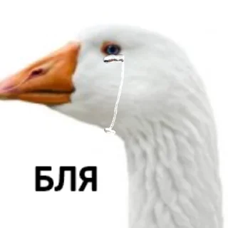 Стикер Гуси [] - 9
