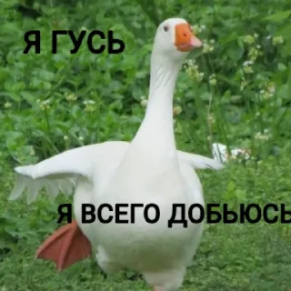 Стикер Гуси [] - 7