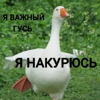 Стикер Гуси [] - 2