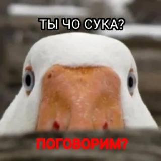Стикер Гуси [] - 3