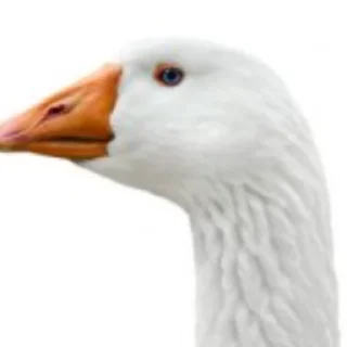 Стикер Гуси [] - 1