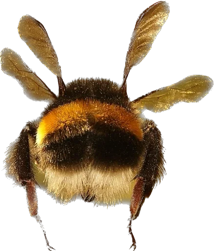 Sticker GorgonaOneAndOnly - 1