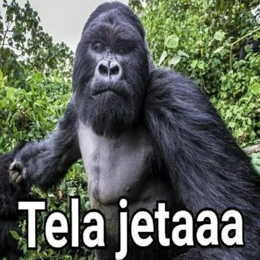 Sticker GorillaGym - 1