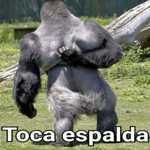 Sticker GorillaGym - 1