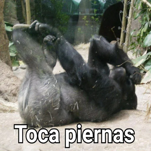 Sticker GorillaGym - 1