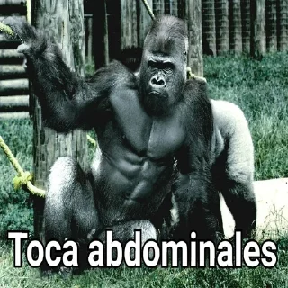 Sticker Gorilla Gym - 5