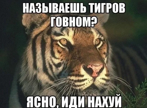 animal mammal big cat