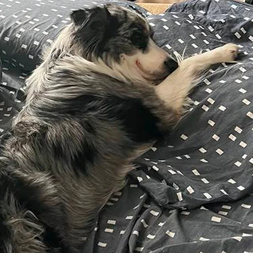 Sticker Grace_Collie - 1