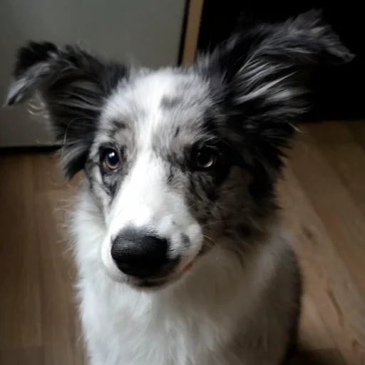 Sticker Grace_Collie - 1