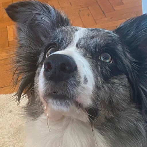 Sticker Grace_Collie - 1