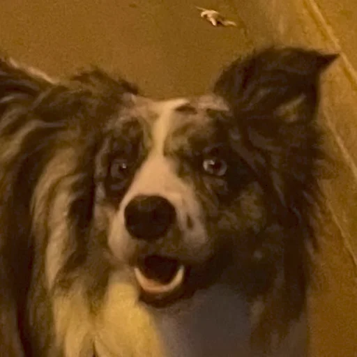 Sticker Grace_Collie - 1