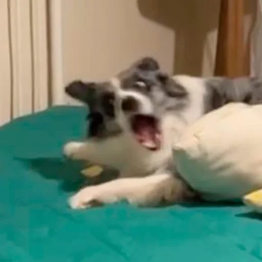 Sticker Grace_Collie - 1