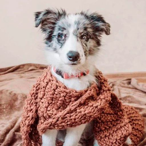 Sticker Grace_Collie - 1