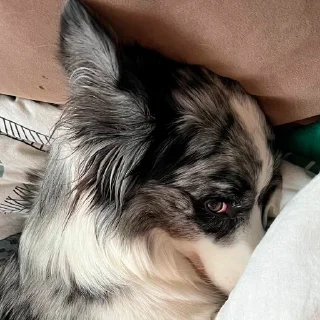 Стикер Dog_Grace_Collie - 4