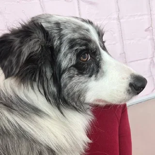 Стикер Dog_Grace_Collie - 7