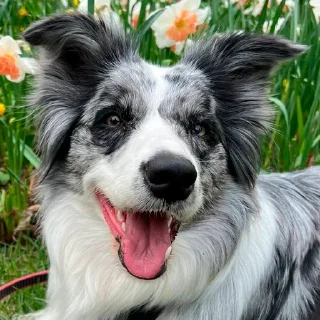 Стикер Dog_Grace_Collie - 11