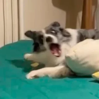 Стикер Dog_Grace_Collie - 1