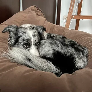 Стикер Dog_Grace_Collie - 10