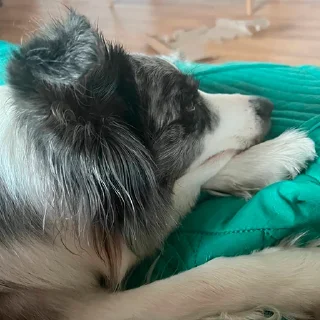 Стикер Dog_Grace_Collie - 2