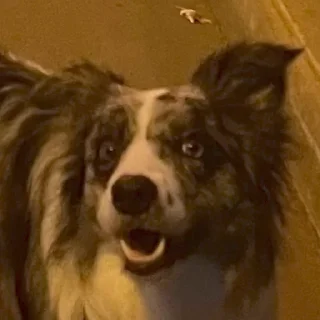 Стикер Dog_Grace_Collie - 3