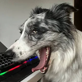 Стикер Dog_Grace_Collie - 6