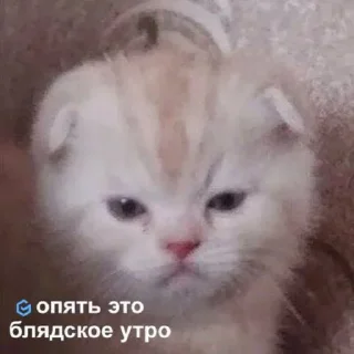 Стикер @grmbt - 5