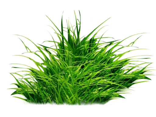 Время потрогать траву - 