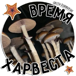 Стикер Green Submarine Family - 3